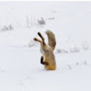 Meet your Posher, Sam